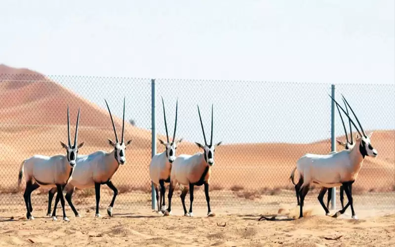 نداءات دولية لحماية الحيوانات والنباتات المهددة