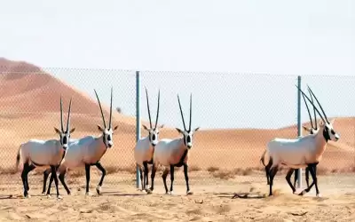 نداءات دولية لحماية الحيوانات والنباتات المهددة