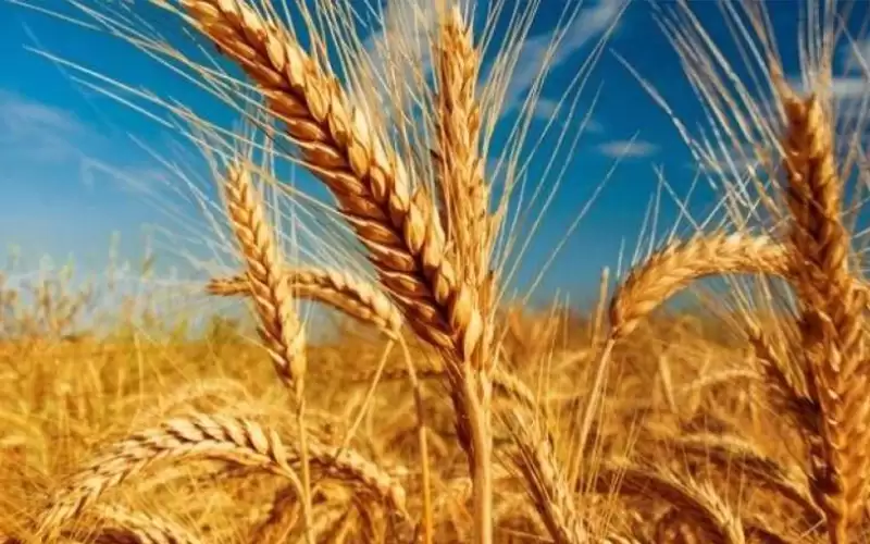 فاو: انخفاض أسعار الغذاء العالمية الشهر