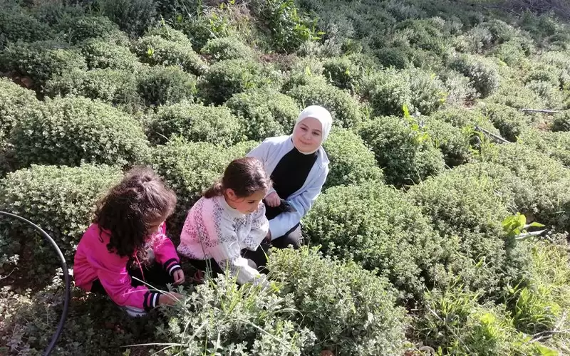 المناطق الشفا غورية والجبلية في عجلون