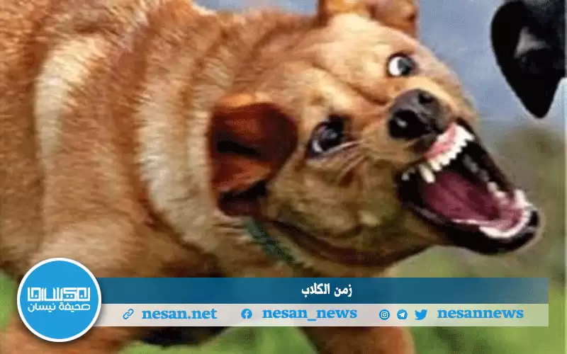 زمن الكلاب