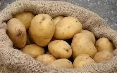ارتفاع سعر البطاطا في السوق المحلي