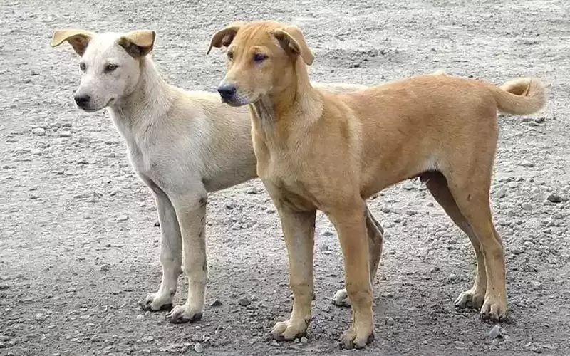 كلب ينهش فتاة بغرب عمان