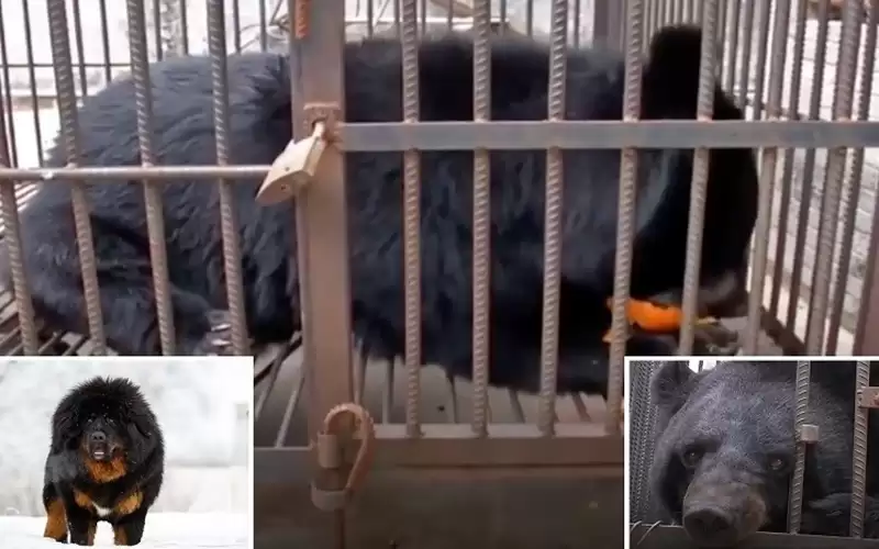 بعد تربية كلب لعامين.. عائلة تكتشف