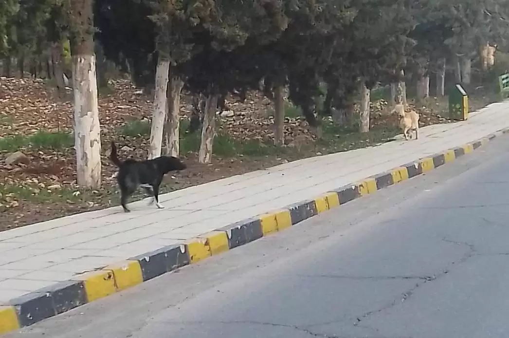 الكلاب الضالة تنتشر في جامعات بالأردن