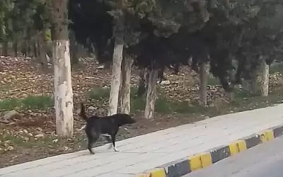 الكلاب الضالة تنتشر في جامعات بالأردن