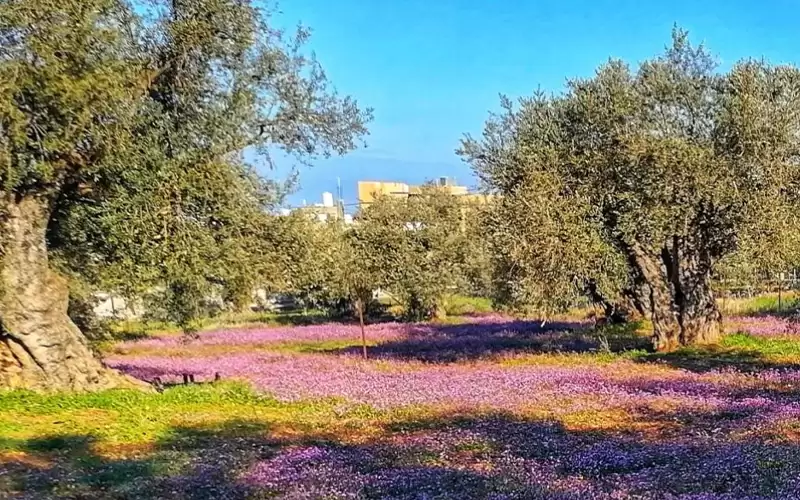 عجلون: تعزيز التشاركية ضرورة لترجمة الرؤى