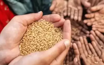 اتجاه تنازلي لأسعار القمح عالميا