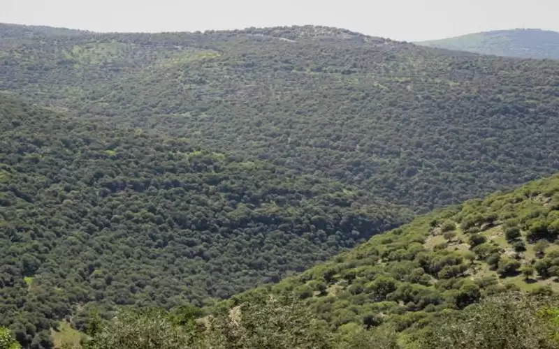 الحنيفات: 1% مساحة الغابات في المملكة
