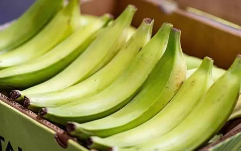 الموز القابل للطهي.. فوائد صحية واستخدامات