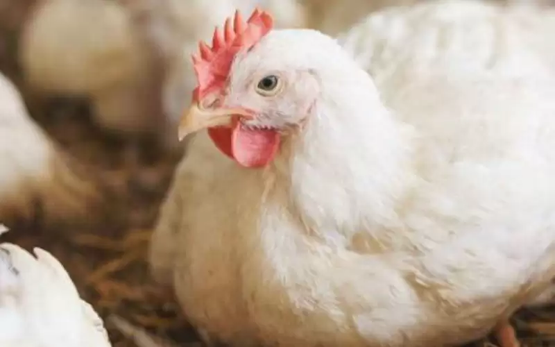 الزراعة: 21 مليون دجاجة حاجة السوق