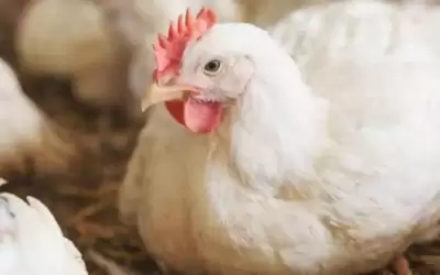 الزراعة: 21 مليون دجاجة حاجة السوق