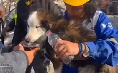تركيا .. إنقاذ كلبة وجرائها الثلاثة