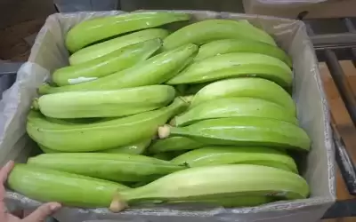 خدام: حاجة السوق من الموز مغطاة