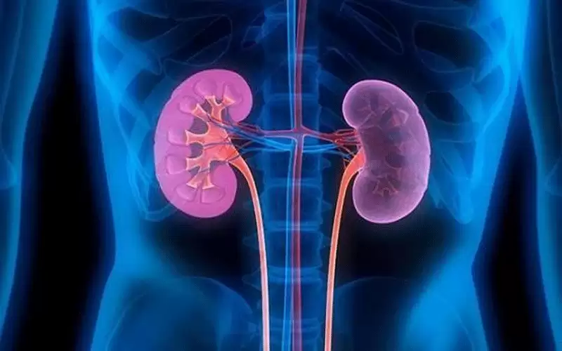 عادات يومية تضر الكلى