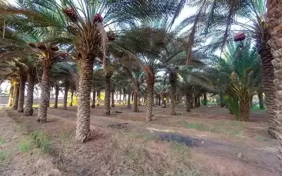 الأردن يسير نحو مليون شجرة نخيل