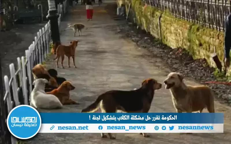 الحكومة تقرر حل مشكلة الكلاب بتشكيل