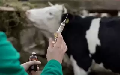 مربو الأبقار يطالبون بتعويضهم عن خسائر