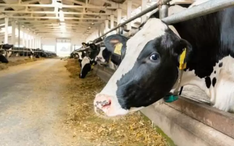 رفع تعليق استيراد الأبقار والعجول الحية