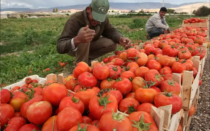 مصنع تعبئة وتصنيع الخضار في الاغوار