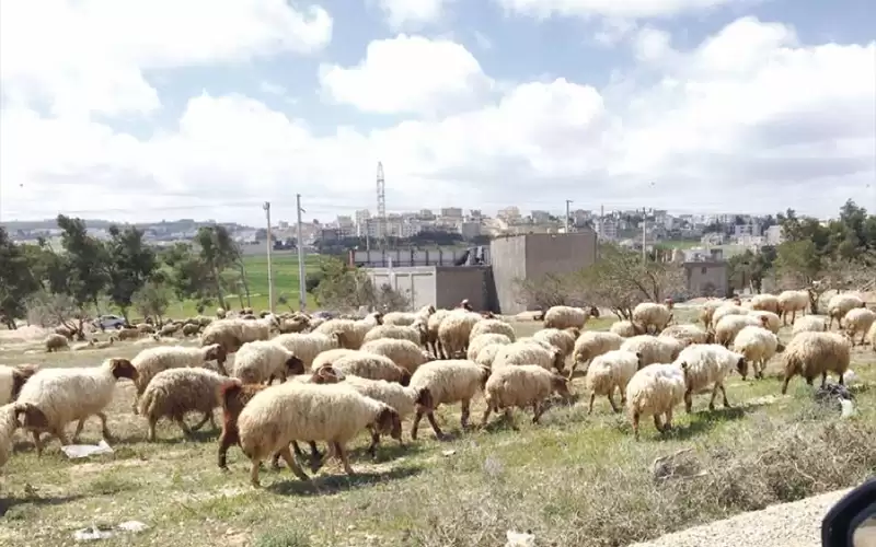 الطراونة: الكرك ثاني محافظات المملكة بحيازات