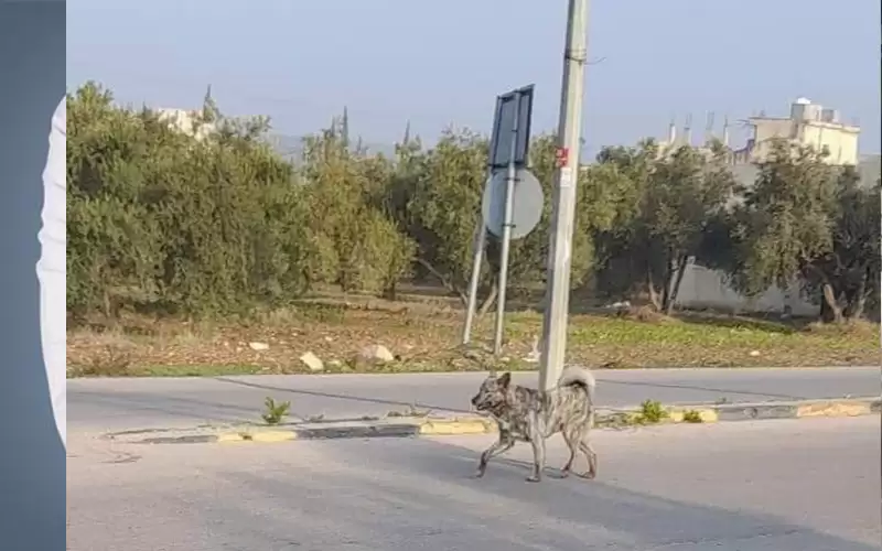 ضحية جديدة.. وفاة طفل نهشه كلب