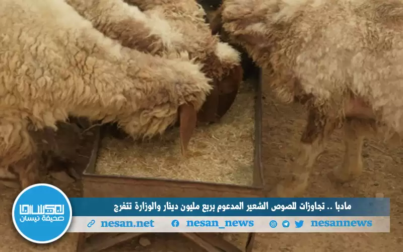 مادبا..تجاوزات للصوص (الشعير المدعوم) بربع مليون دينار والوزارة تتفرج