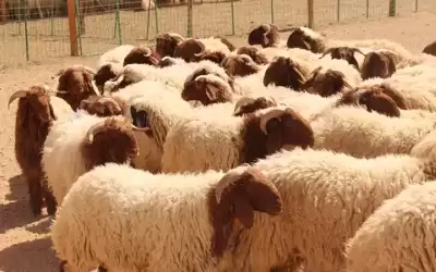 جمعية ائتلاف مربي الأبقار : قرار