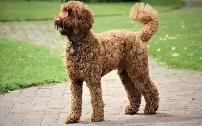 أذكى الكلاب في العالم