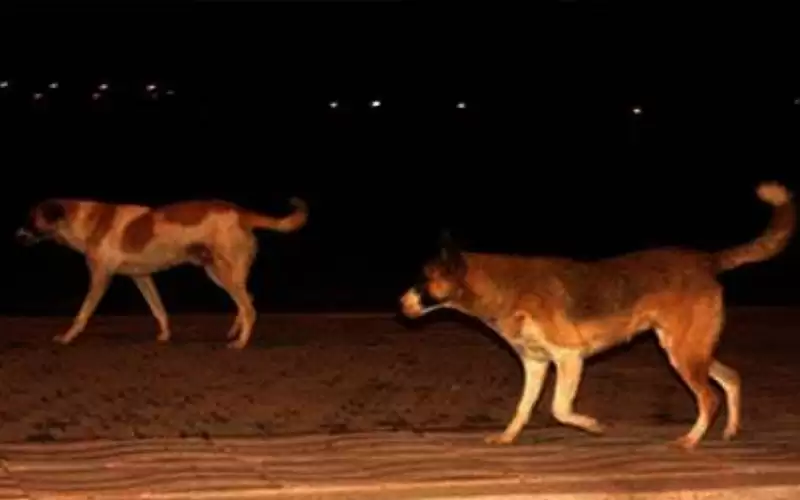 اعتماد خطة تنفيذية لإنهاء مشكلة الكلاب