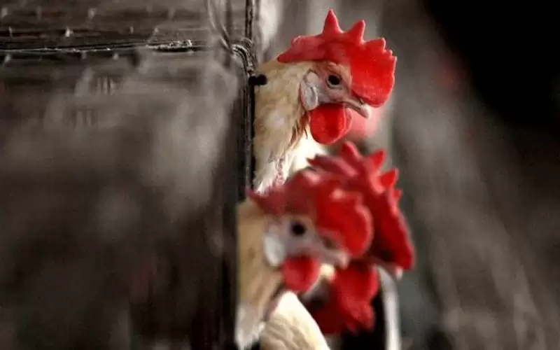 تشيلي تعدم 40 ألف طائر بعد