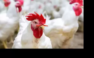 الزراعة : المعروض من اللحوم والخضار