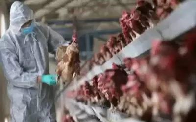 إنفلونزا الطيور تجبر اليابان على إعدام