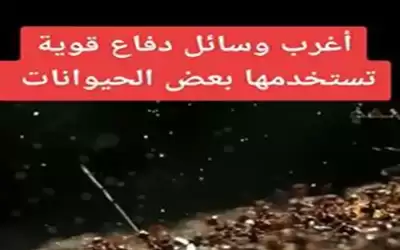 أغرب وسائل دفاع قوية تستخدمها بعض