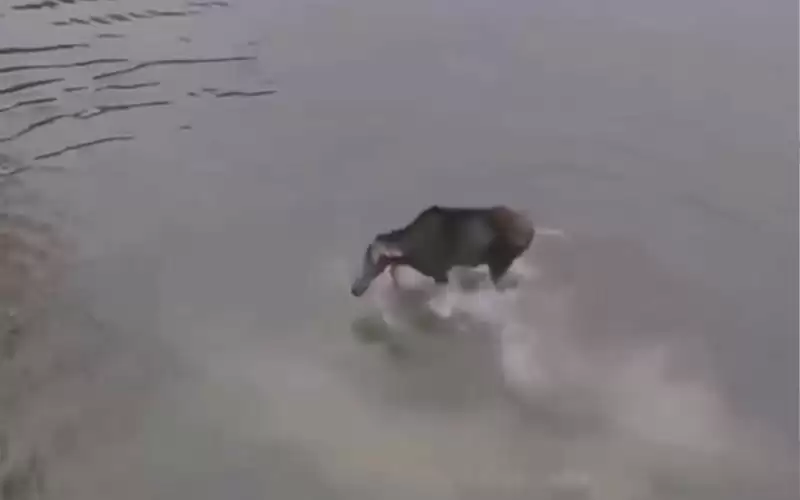 مرعب أغرب لقطات صراع الحيوانات..