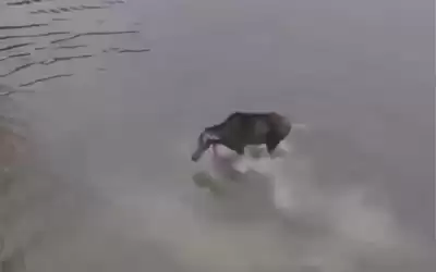 مرعب أغرب لقطات صراع الحيوانات..