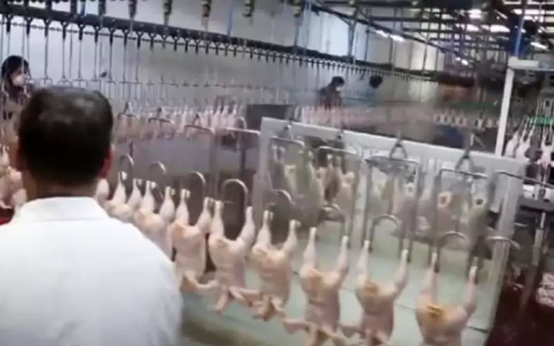 مسلخ الأمانة : ارتفاع نسبة ذبح