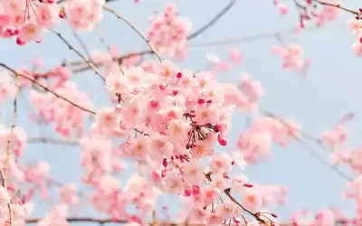 بدء الاعتدال الربيعي غدا الثلاثاء