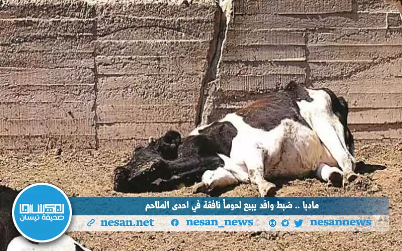 مادبا.. ضبط وافد يبيع لحوما نافقة