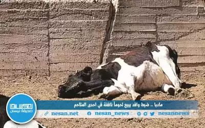 مادبا.. ضبط وافد يبيع لحوما نافقة