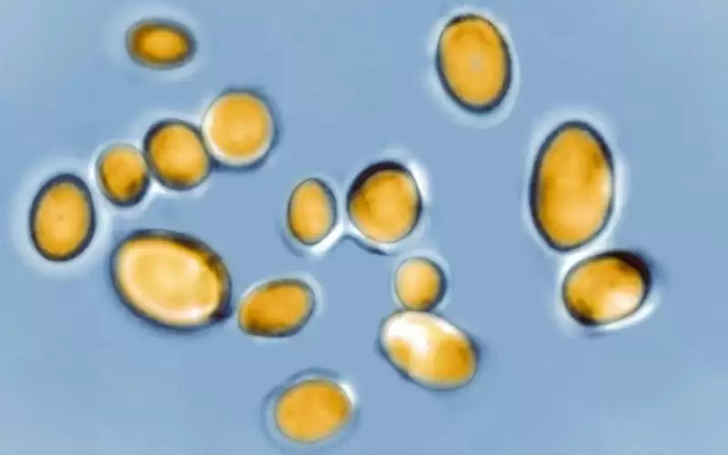 اكتشاف فطريات مميتة في أغلب الولايات