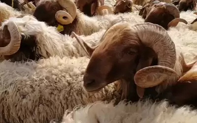 قطر تستورد 28 ألف رأس من