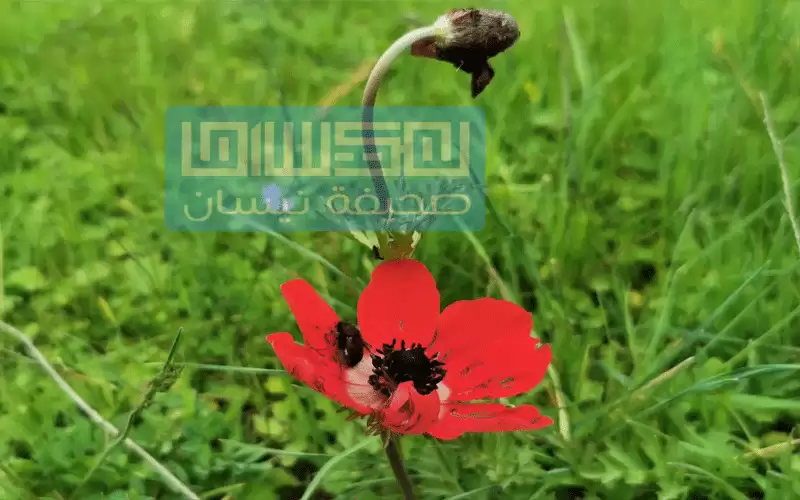 أجواء ربيعية لطيفة في أو أيام