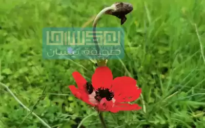أجواء ربيعية لطيفة في أو أيام