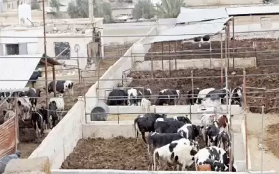 فشل اجتماع تعويضات الحمى القلاعية
