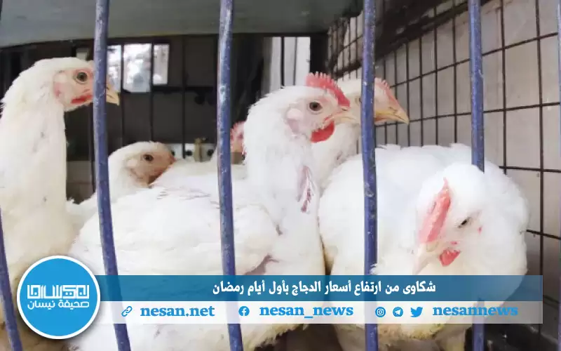 شكاوى من ارتفاع أسعار الدجاج بأول