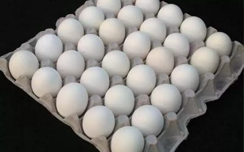 إربد: ارتفاع أسعار بيض المائدة والخيار