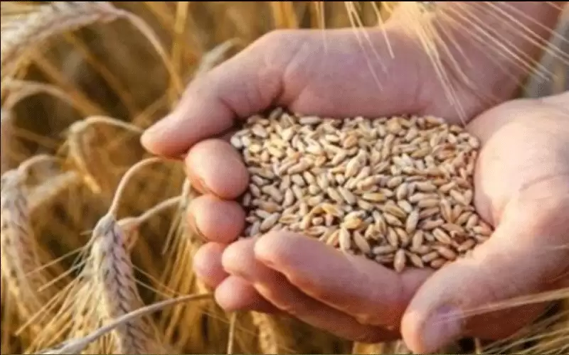 الأمم المتحدة: الأمن الغذائي العربي مهدد