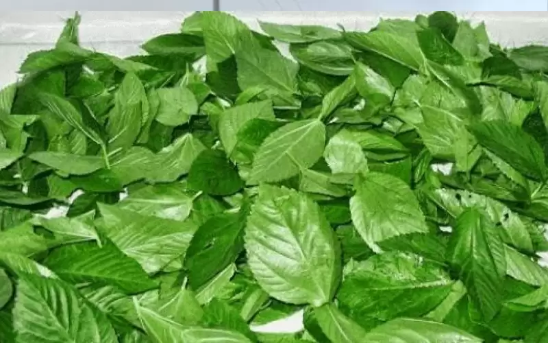 سعر كيلو الملوخية يقفز محليا لـ