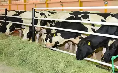 توافق الزراعة ومربي الأبقار حول تعويضات